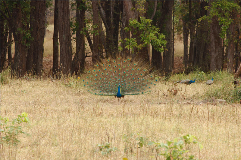 peacock