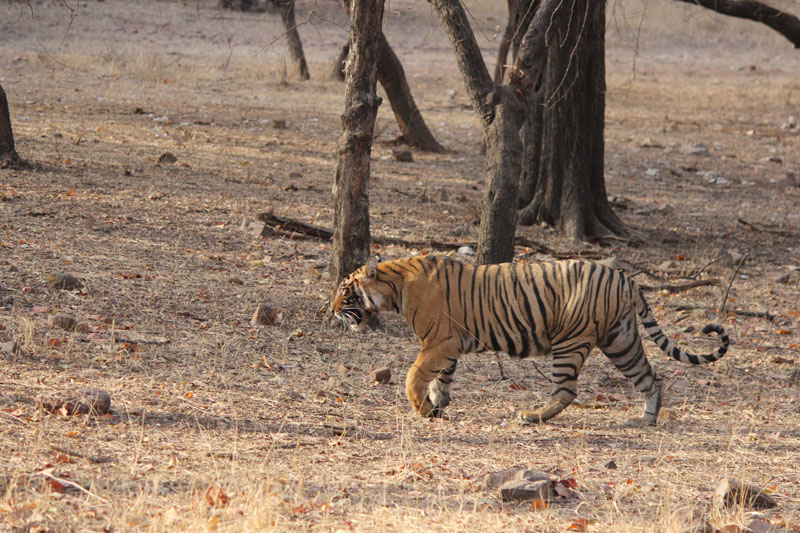 Ranthambhore Bengal tiger