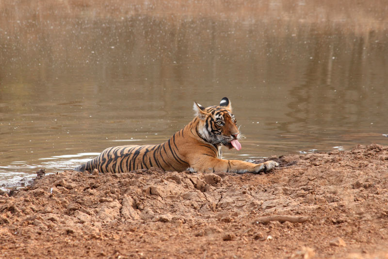 Ranthambor Tiger