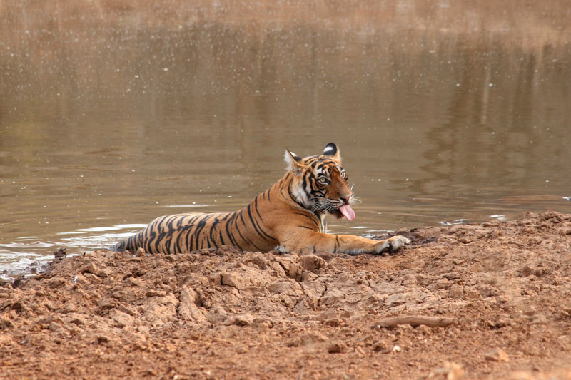 Ranthambore National Park