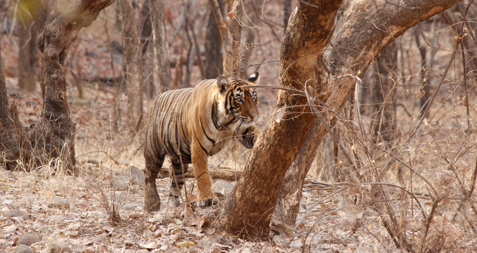 Royal Bengal Tiger