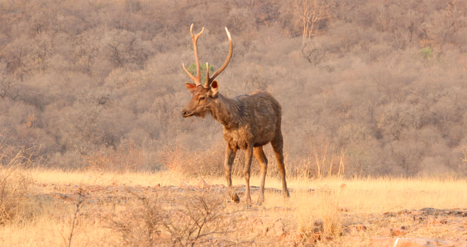 sambhar dear in Ranthambhore