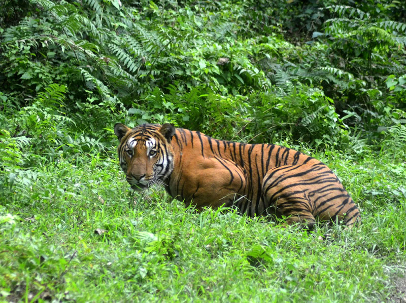 Tiger in Periyar