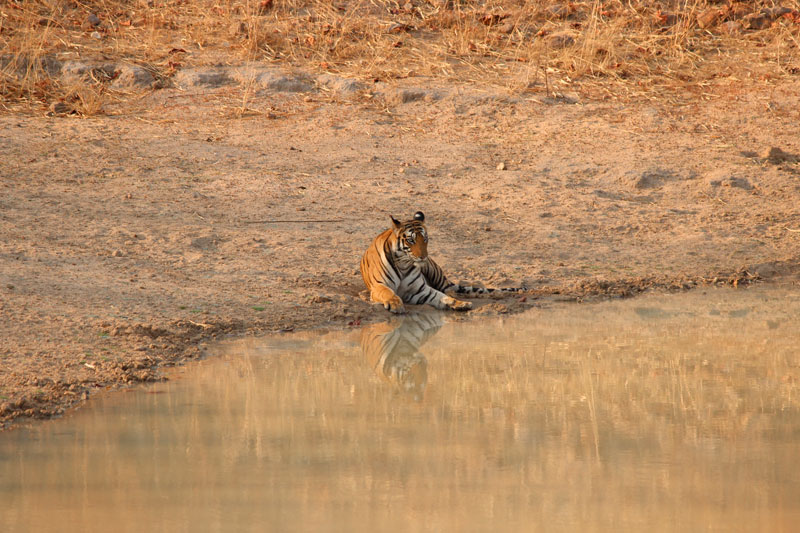 Tiger in pool