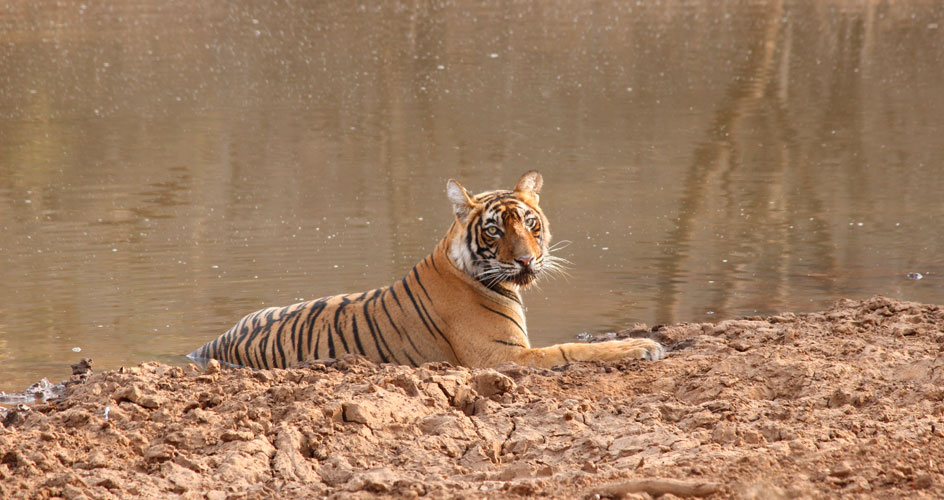 Tiger in Ranthambhore