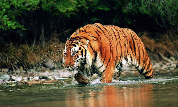 Assam Wildlife
