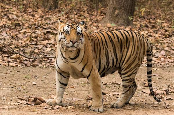 Royal Bengal Tiger with Khajuraho