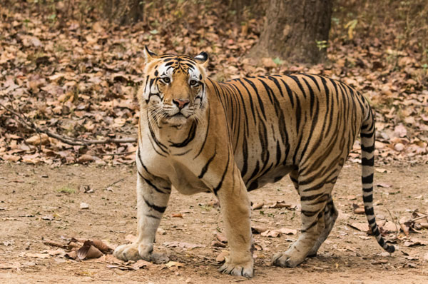 Ranthambhore Weekend Getaway