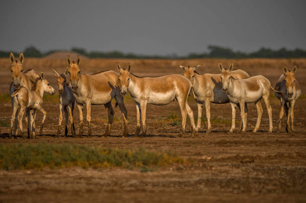 Little Rann of Kutch Wild Ass