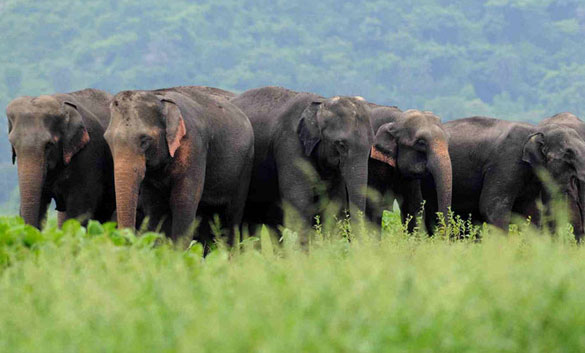 Assam Wildlife