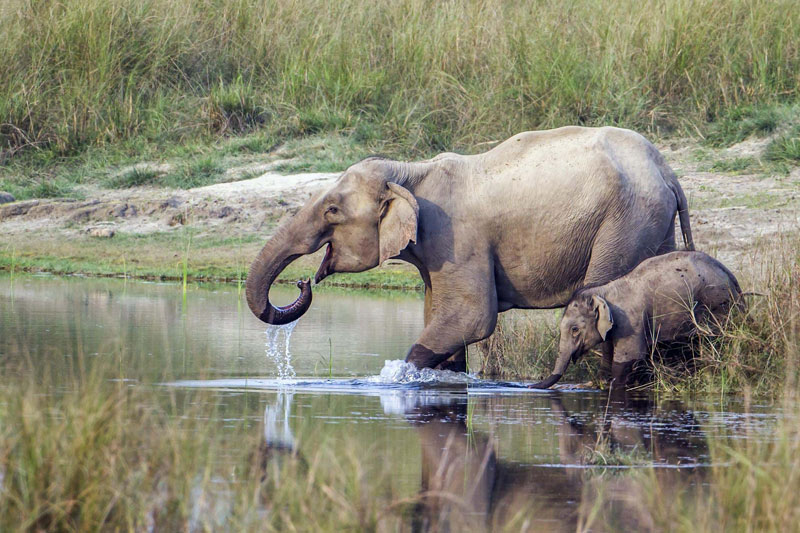 Bardiya National Park