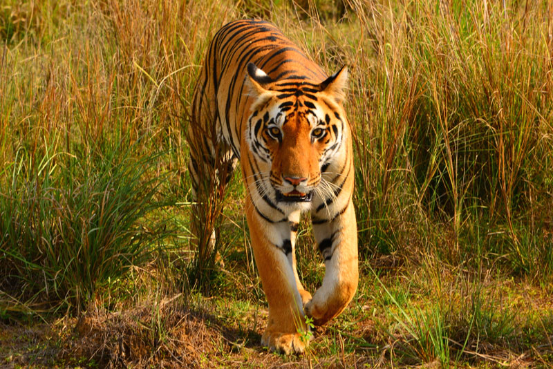 Bardiya National Park