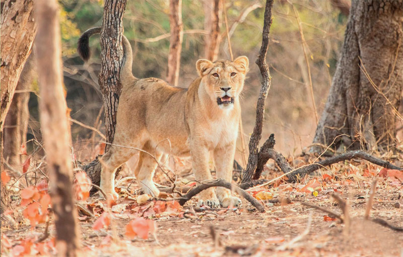 Asiatic Lion