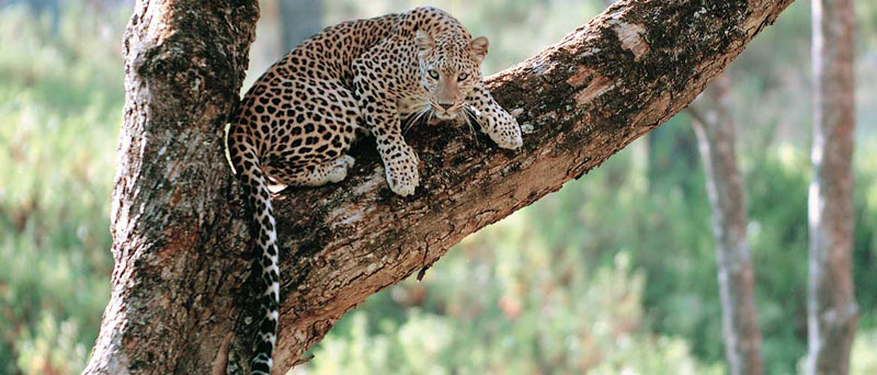 Indian Leopard in wild