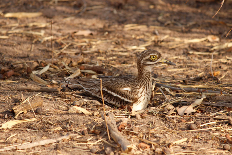 Bandhavgarh national park