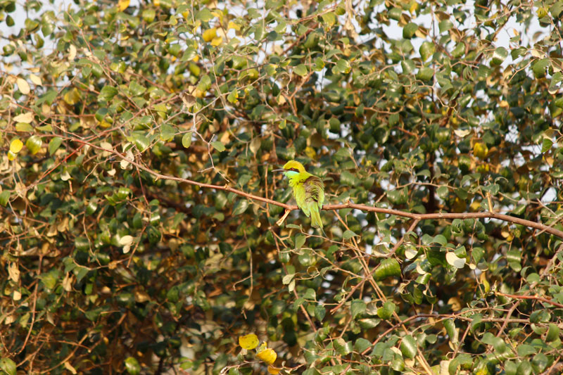 Birds in Corbett