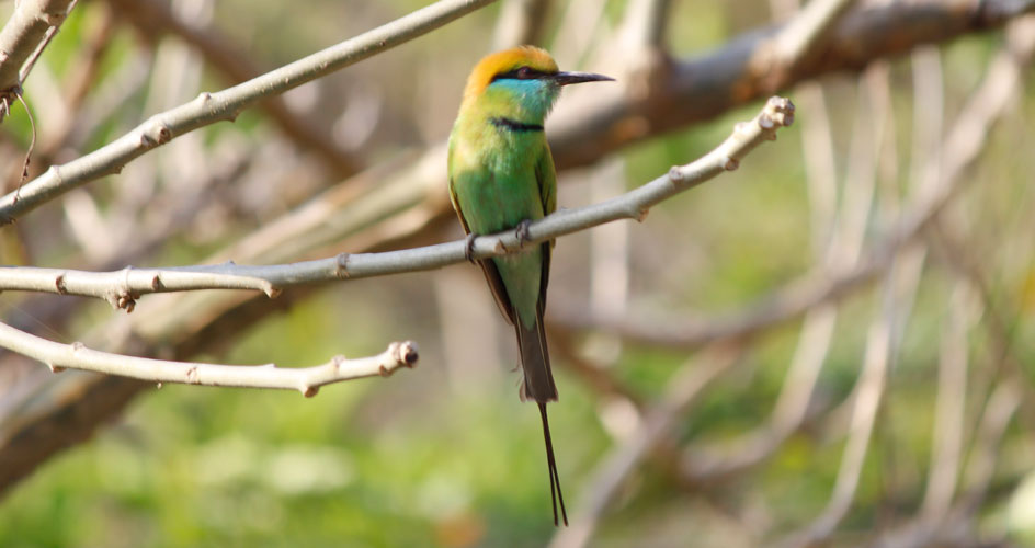 Corbett National Park