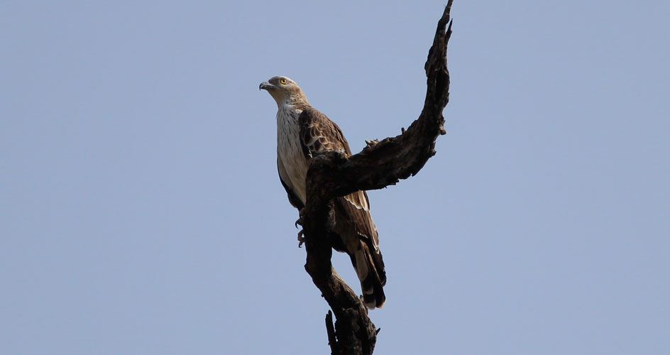 Corbett National Park