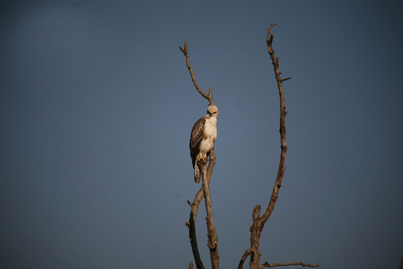 Corbett India