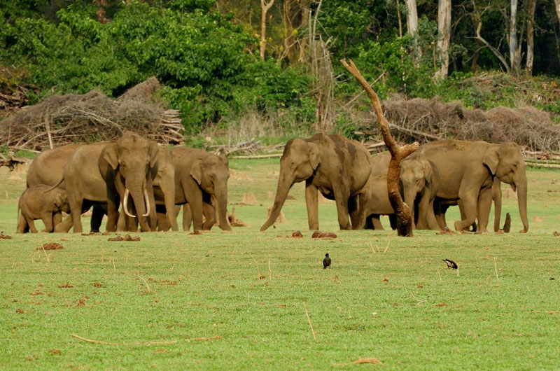 Elephants in Nagarhole National Park