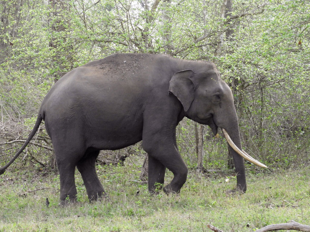 Nagarhole National Park