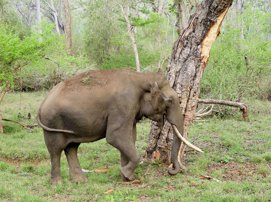 Elephant in Nagarhole National Park