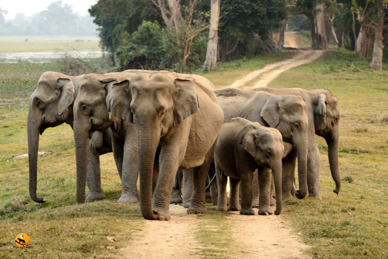 Asian Elephants in Kaziranga