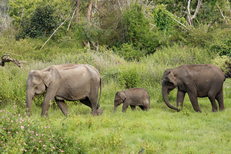 Elephants