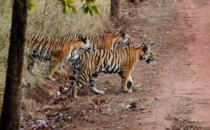 Pench National Park