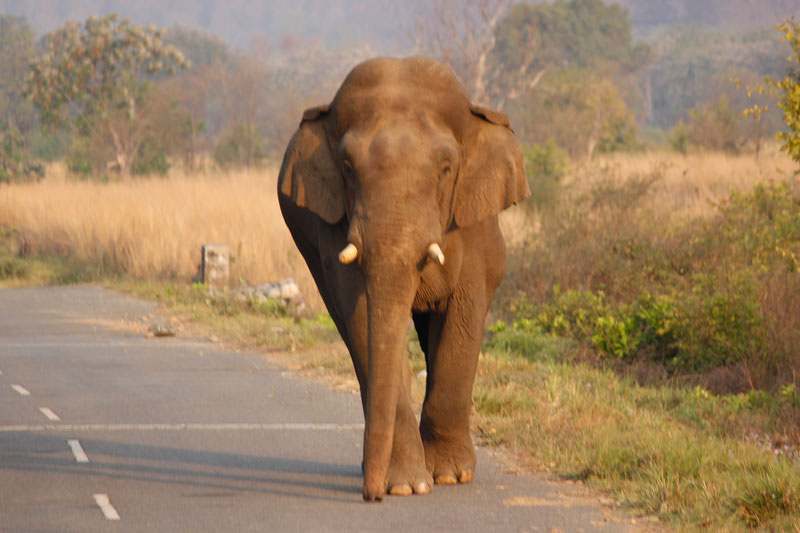 Indian Elephant