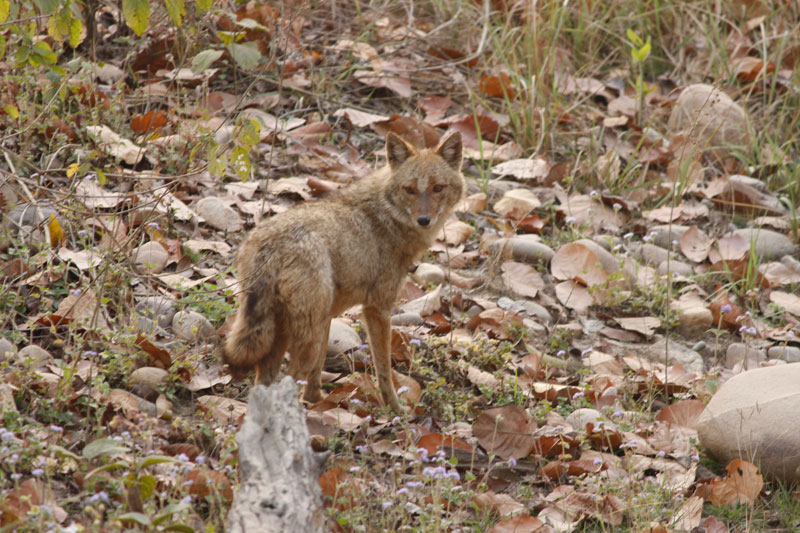 Jackal in Corbett