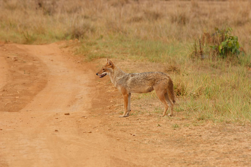 Kanha National Park