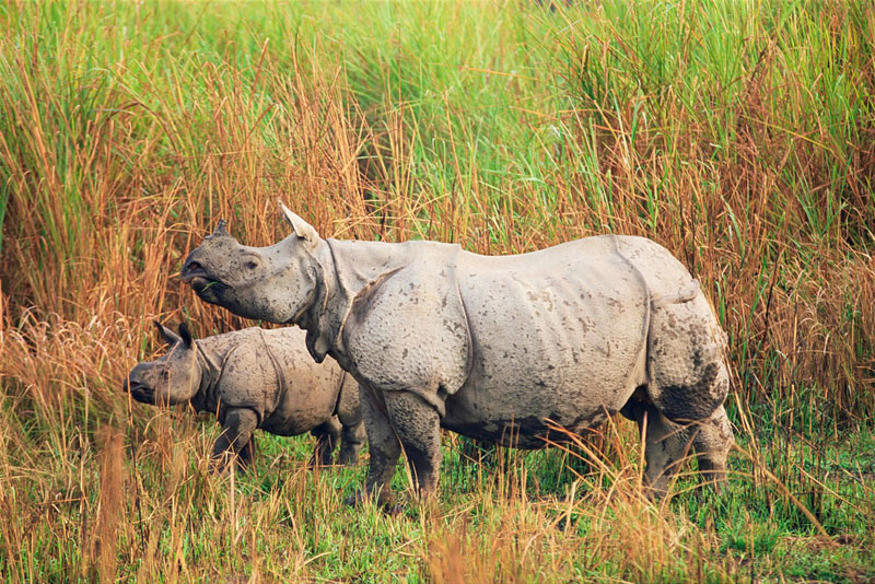 One-horned Rhinos in Kaziranga National Park