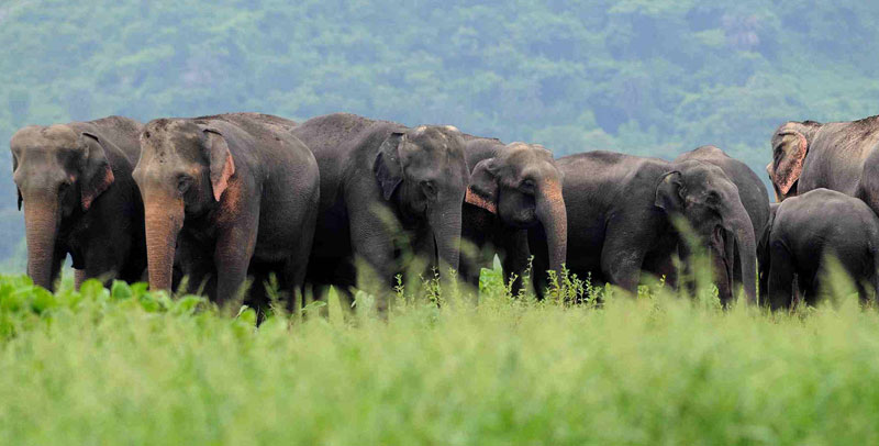 Kaziranga National Park India