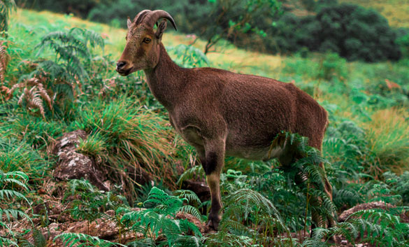 Nilgiri Tahr