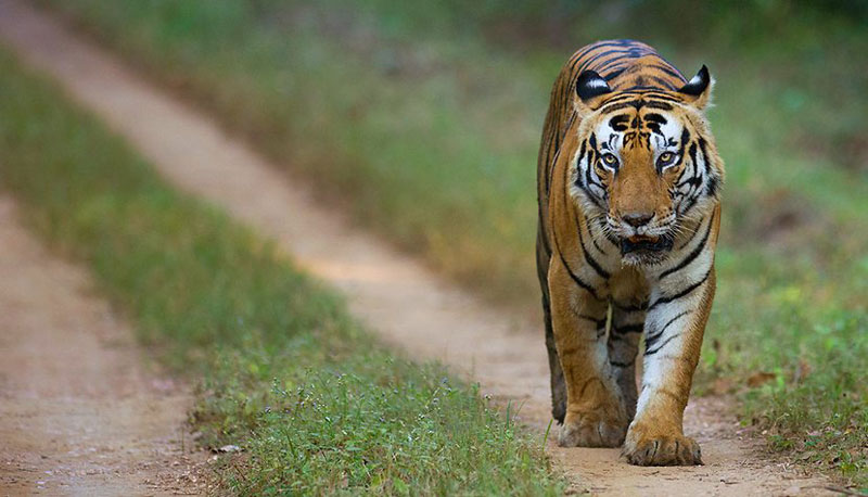 Pench National Park