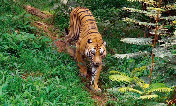 Periyar National Park