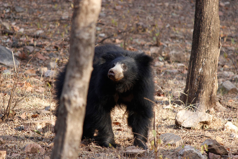 sloth bear in ranthambhore national park