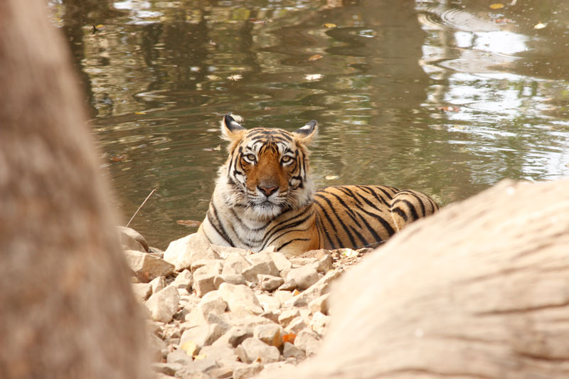 Ranthambore National Park