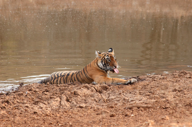 Ranthambore National Park