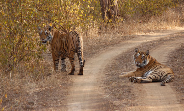 Rajasthan Wildlife Tour | Best Wildlife tour of Rajasthan