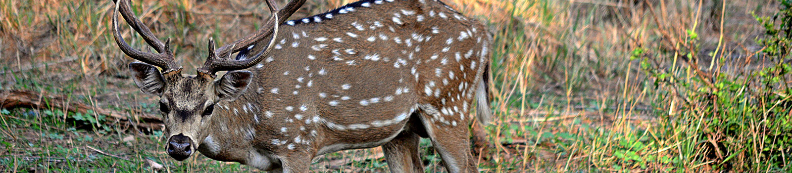 spotted deer