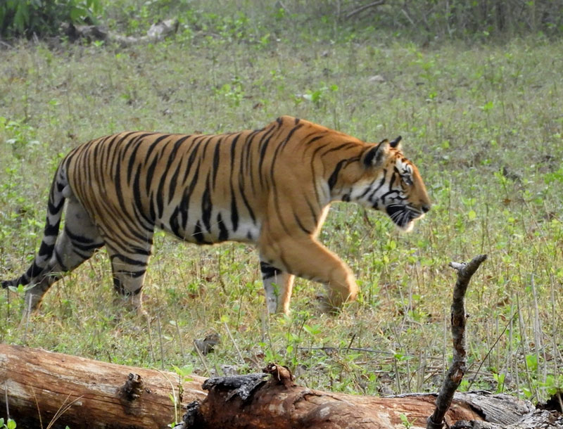 Bengal tiger in Nagarhole National Park