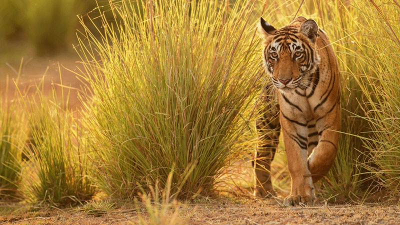 Tiger in pench