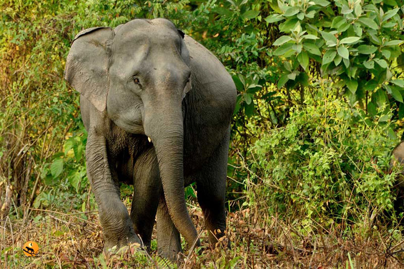 asiatic elephant in manas national park