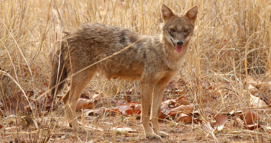 bandhavgarh national park