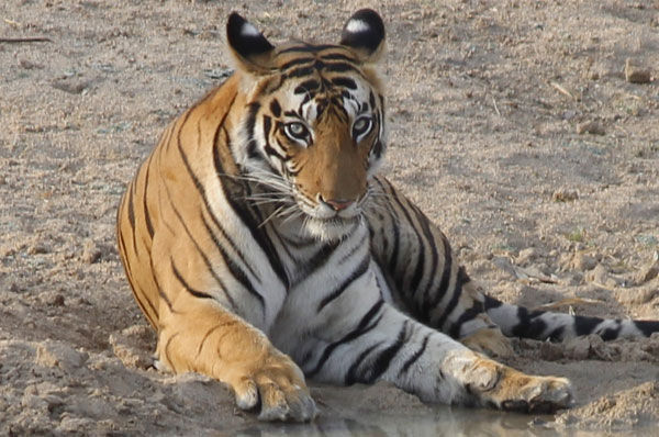 Bengal Tiger with Taj and Khajuraho