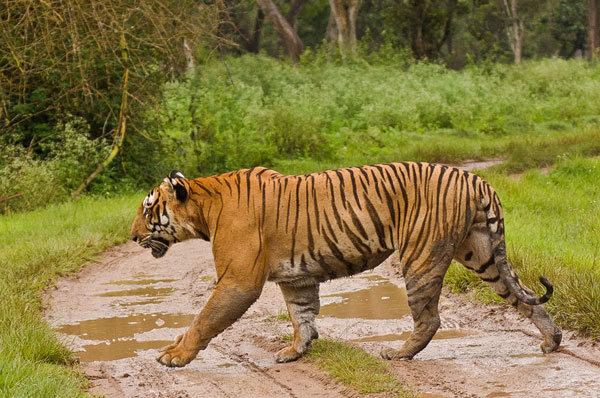 Project Tiger in India | Tiger Reserves India