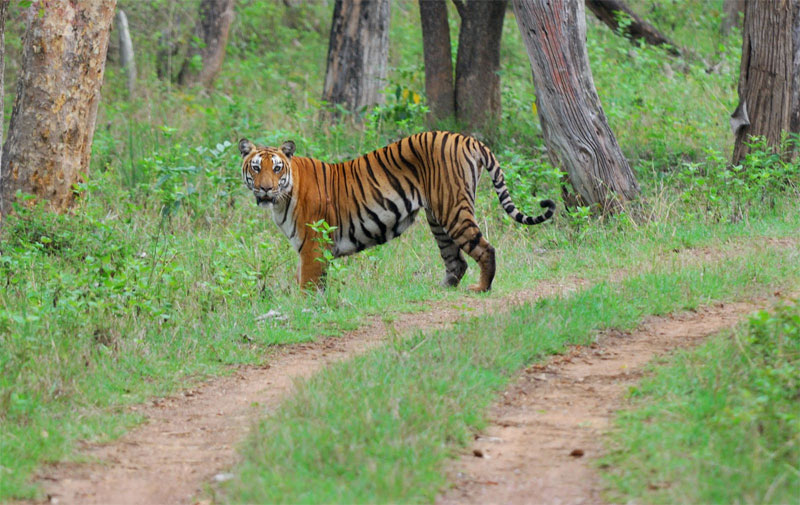 bandipur leopard