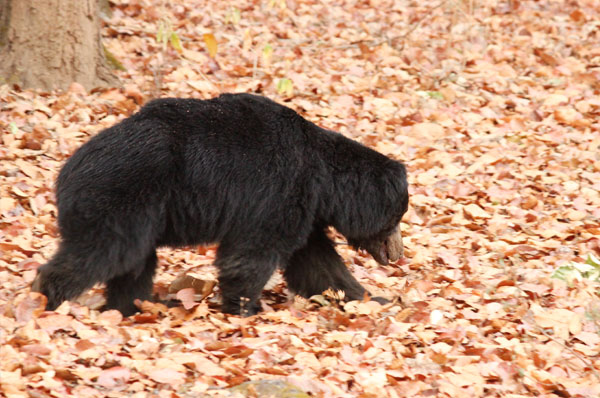 bear in Kanha National Park Weekend Getaway